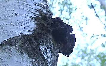 西伯利亞白樺茸原產地探秘 極寒氣候極度稀缺