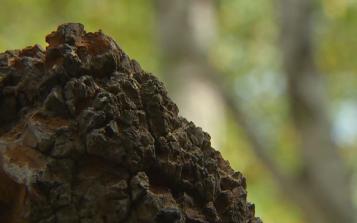 溫開水沖泡、氮?dú)饷芊?詳解白樺茸使用方法